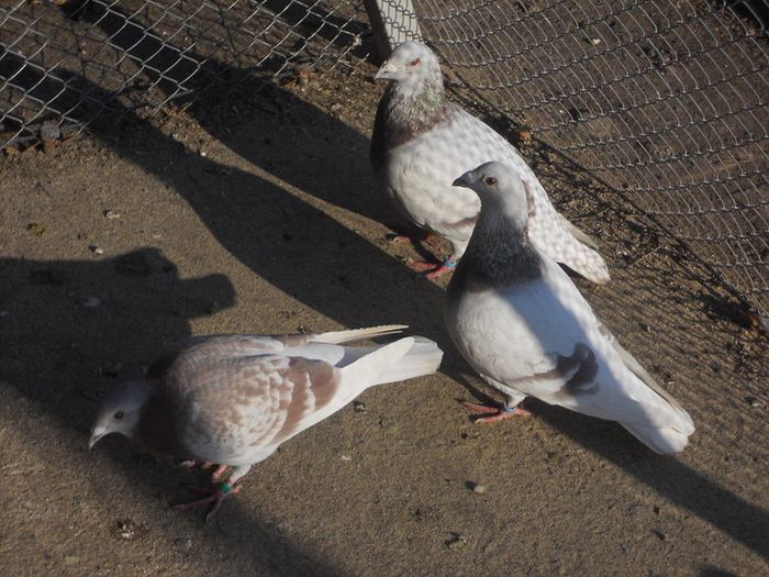 1609983_257530534408238_716319835_n