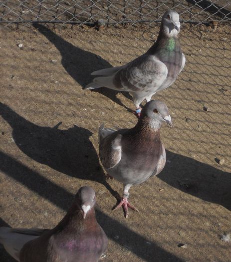 1617403_257529804408311_321412160_o