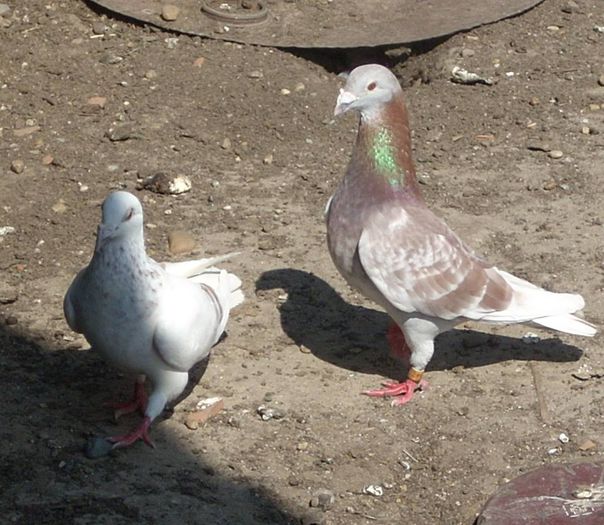 1618543_254150774746214_1893325719_n