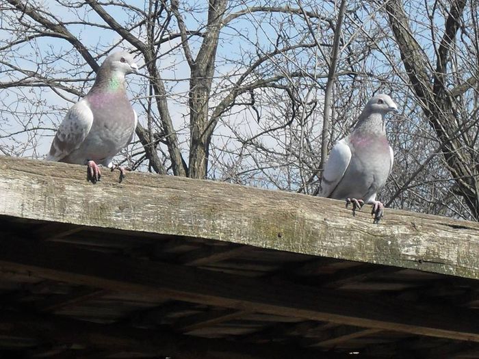 1623667_254150461412912_1589654830_n