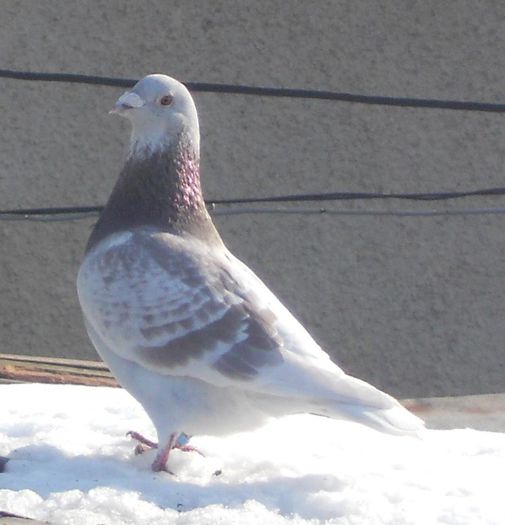 1653727_257529491075009_547826433_n