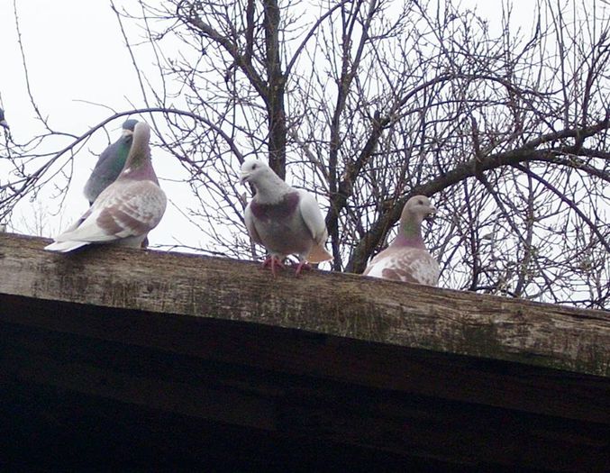 1654296_254149828079642_497810843_n