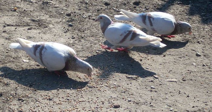 1743440_257877774373514_1186949242_n