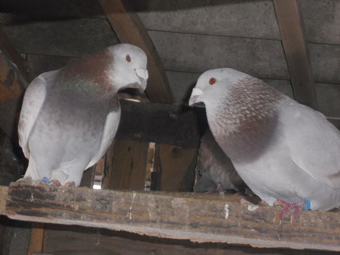 1797453_253802848114340_1944345416_n