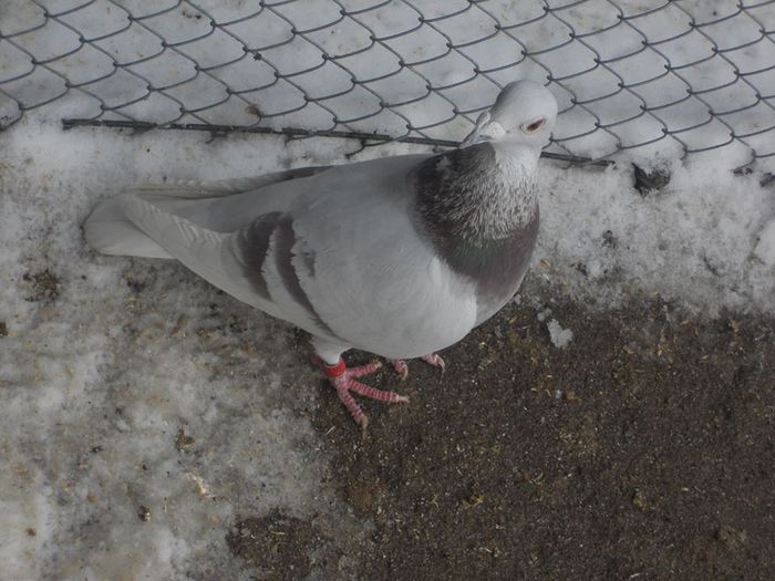 1800186_253804668114158_1682829132_n