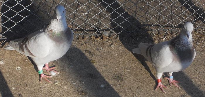 1896863_257530667741558_1057690592_n