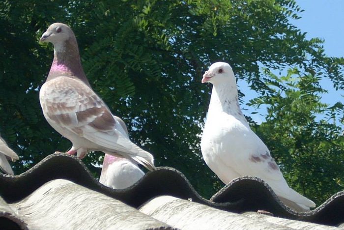 1901235_255539284607363_21898580_n