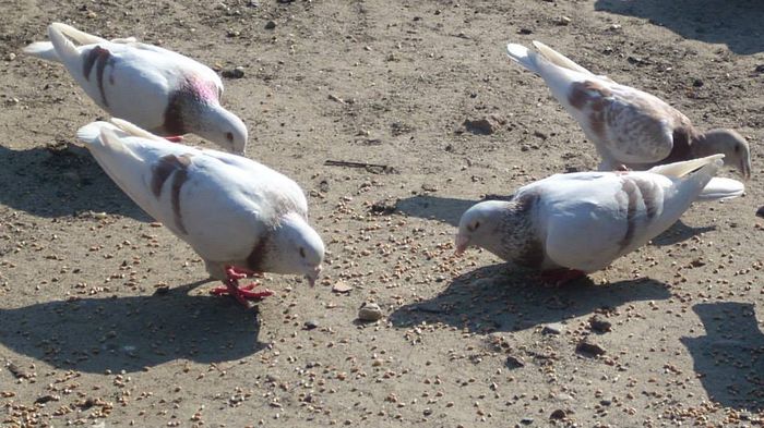 1926926_257877744373517_2099865475_n