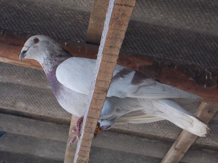 10155153_284130521748239_1566842548299208363_n