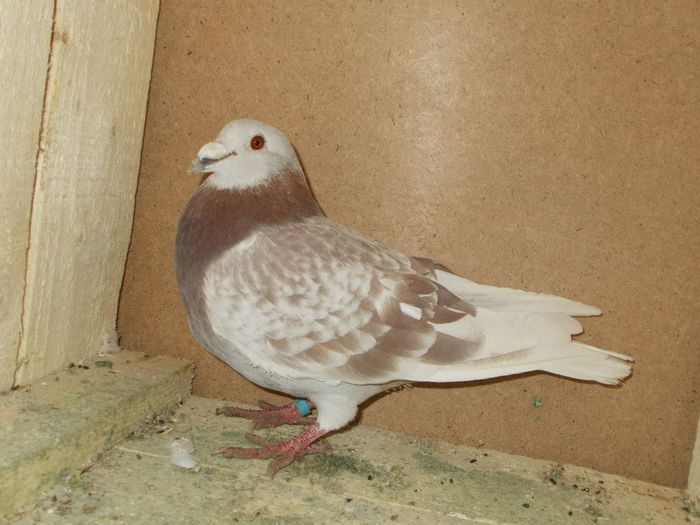 10175072_276767145817910_4654475272564913094_n