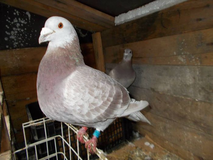 10245335_277000519127906_287902955023964437_n