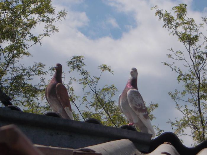 10329320_284130355081589_569225118116569198_n