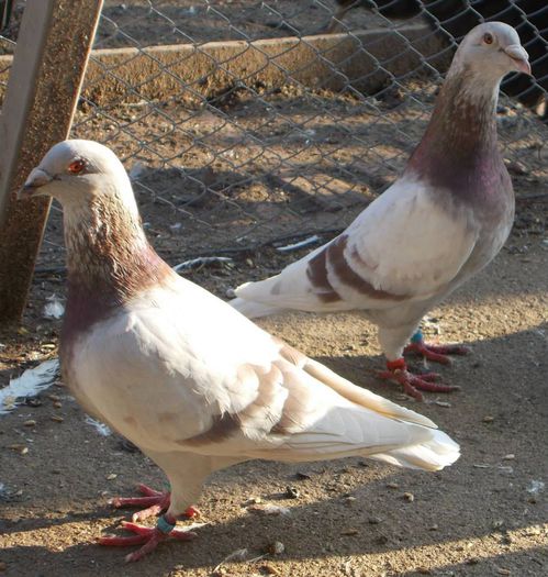 10342466_335753459919278_3479503812126723190_n