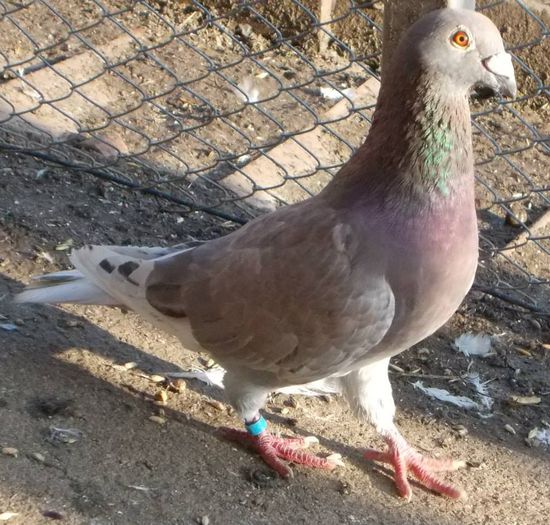 10342998_335753319919292_4721602675023210145_n