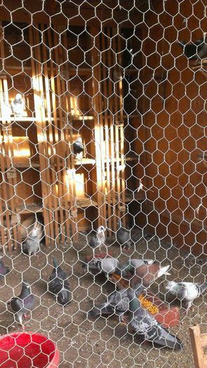 10814122_707649052659330_822683930_n