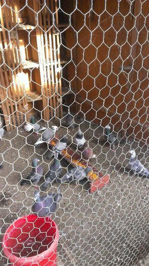 10799614_707649092659326_156670823_n