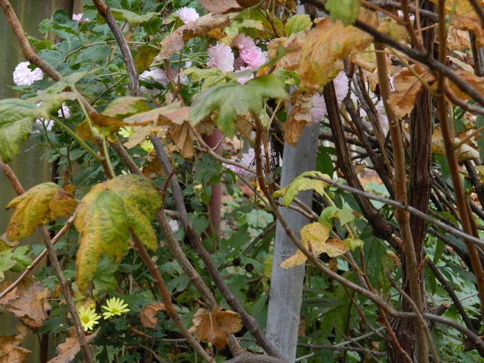 DSCN4069 - NOIEMBRIE_3_2014