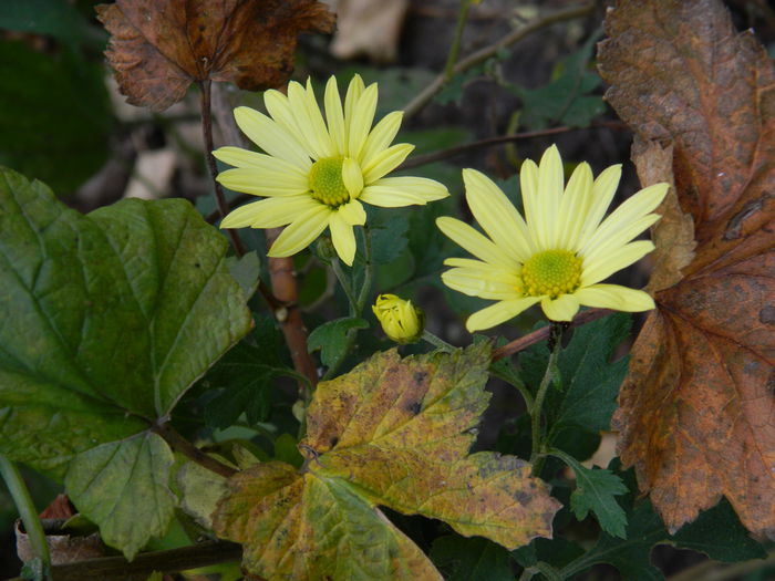 DSCN4071 - NOIEMBRIE_3_2014
