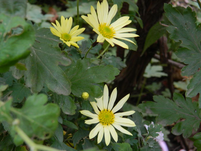 DSCN4072 - NOIEMBRIE_3_2014