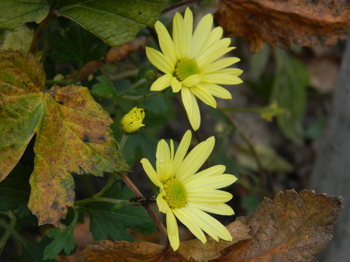 DSCN4073 - NOIEMBRIE_3_2014