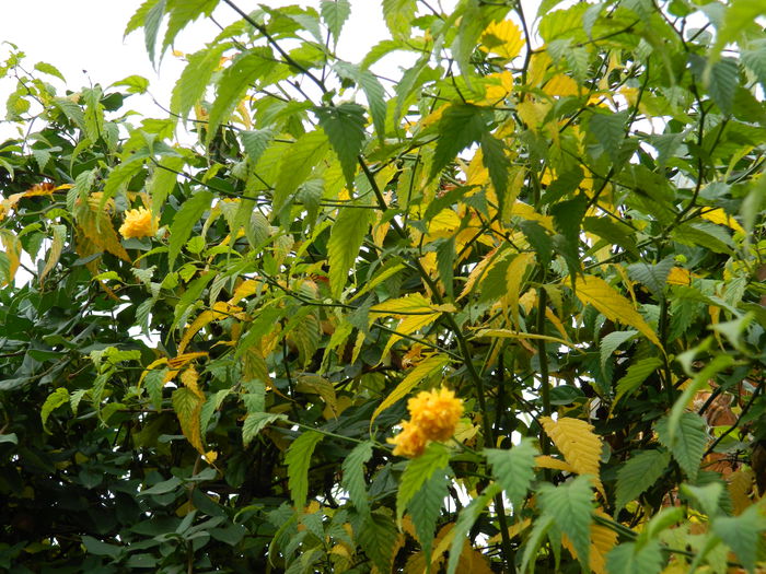 DSCN4077 - NOIEMBRIE_3_2014