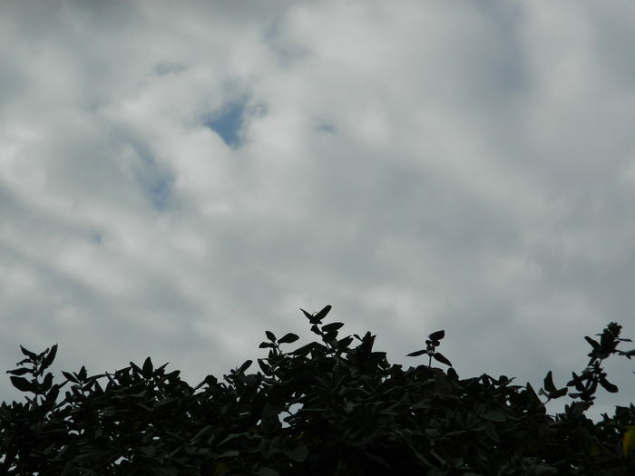 DSCN4078 - NOIEMBRIE_3_2014