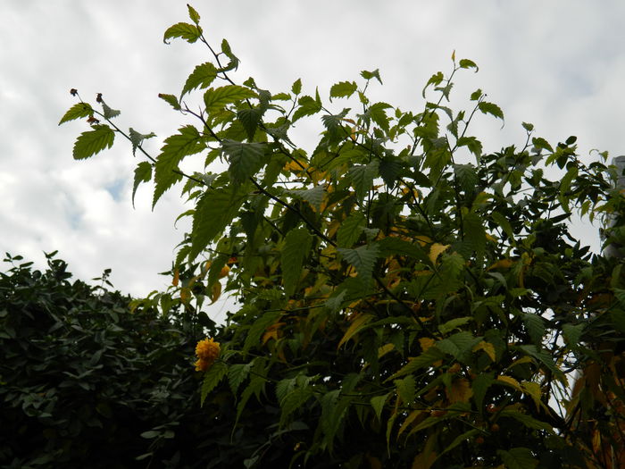 DSCN4080 - NOIEMBRIE_3_2014