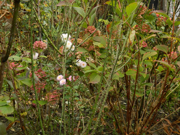 DSCN4081 - NOIEMBRIE_3_2014