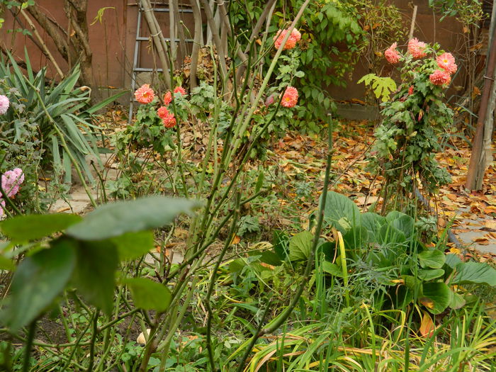 DSCN4085 - NOIEMBRIE_3_2014