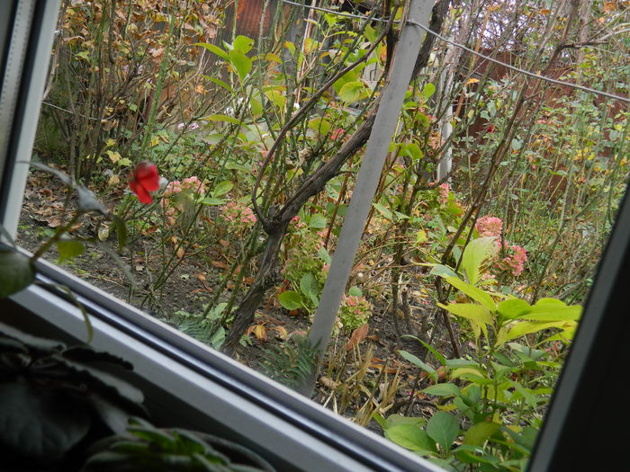 DSCN4111 - NOIEMBRIE_3_2014