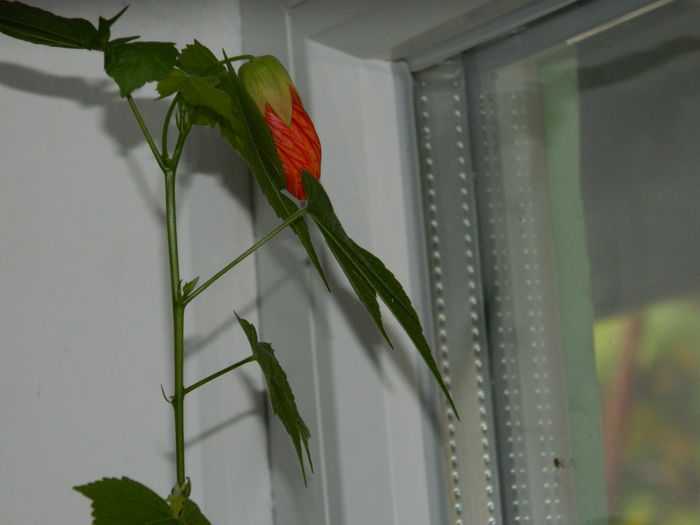 DSCN4112 - NOIEMBRIE_3_2014