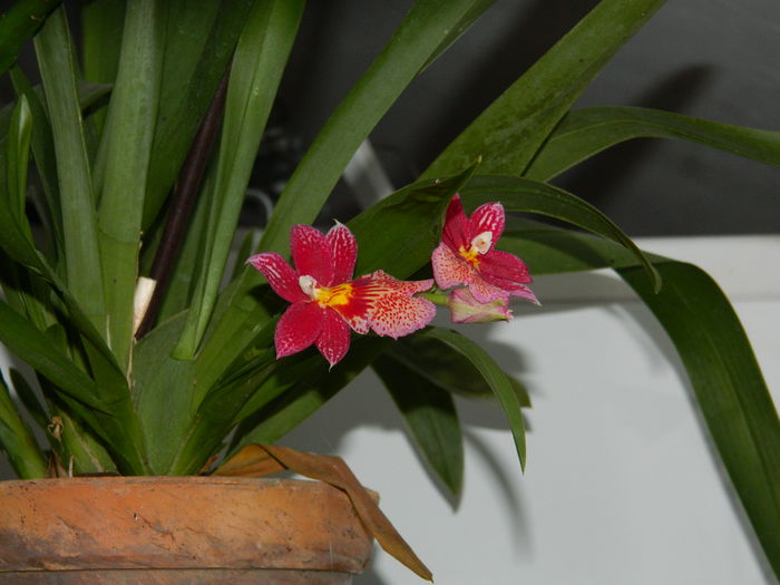 DSCN4116 - NOIEMBRIE_3_2014