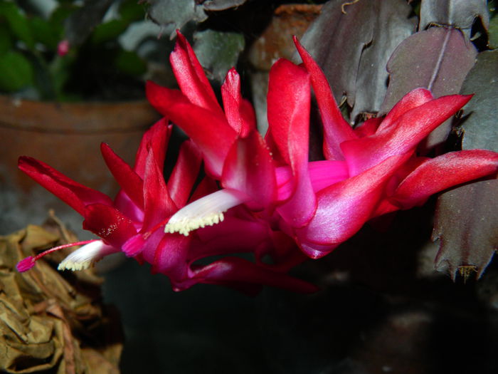 DSCN4123 - NOIEMBRIE_3_2014