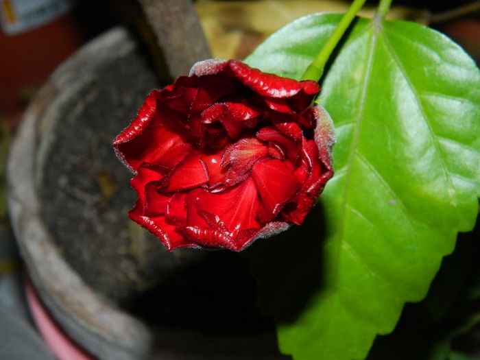 DSCN4132 - NOIEMBRIE_3_2014