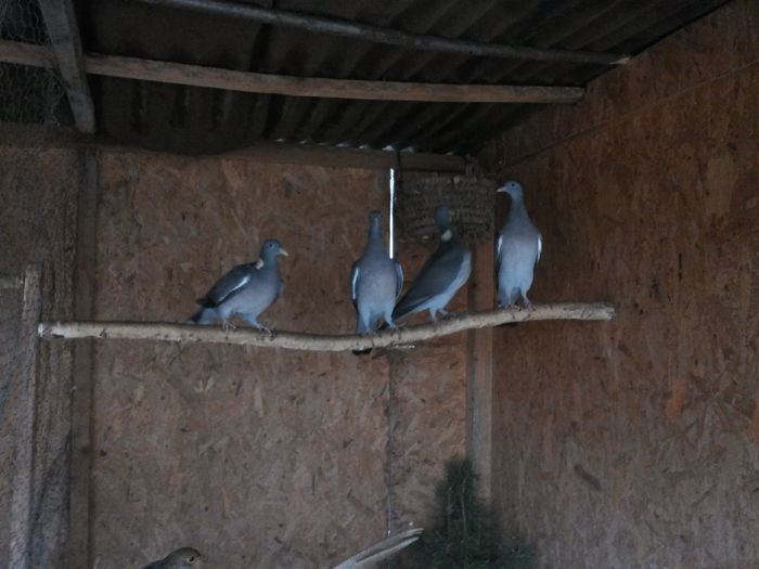 20141121_150749 - Columba palumbus - porumbelul gulerat