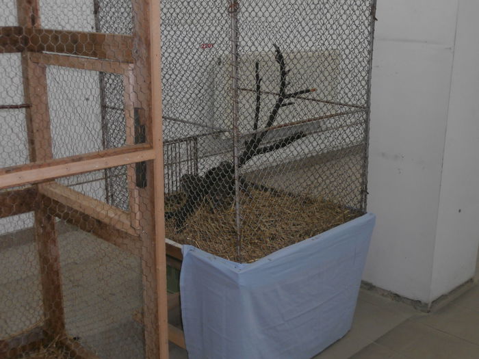 PB210041 - S- Expozitie Cupa Hobby Centrum Brasov 2014