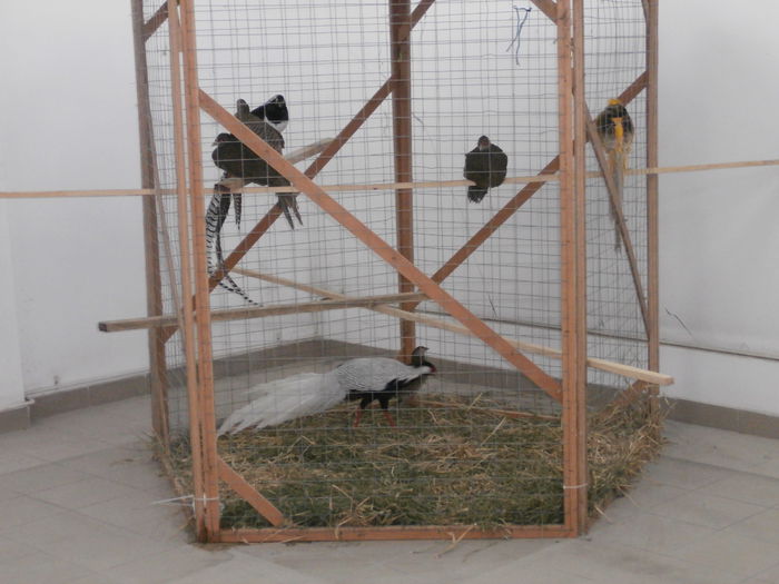 PB210042 - S- Expozitie Cupa Hobby Centrum Brasov 2014