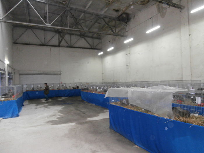 PB210043 - S- Expozitie Cupa Hobby Centrum Brasov 2014