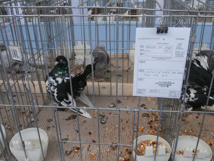 PB220055 - S- Expozitie Cupa Hobby Centrum Brasov 2014