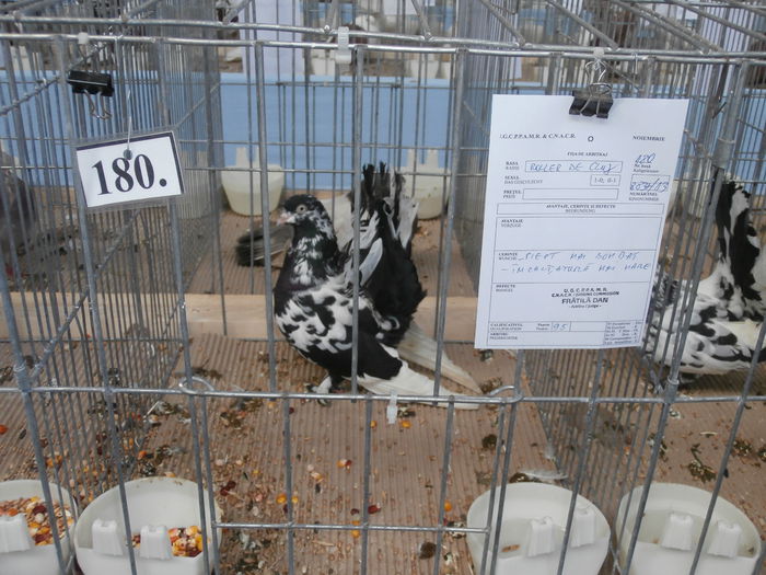 PB220056 - S- Expozitie Cupa Hobby Centrum Brasov 2014