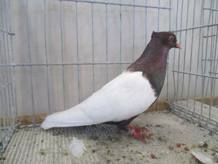 251 - Pt Admiratorii rasei 3