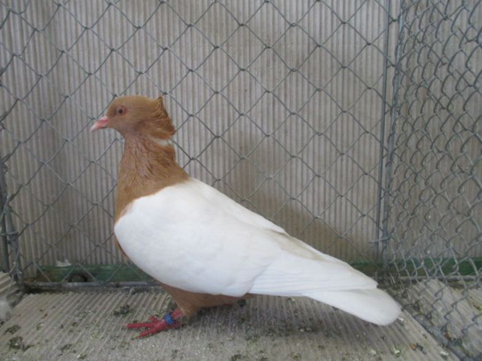 252 - Pt Admiratorii rasei 3