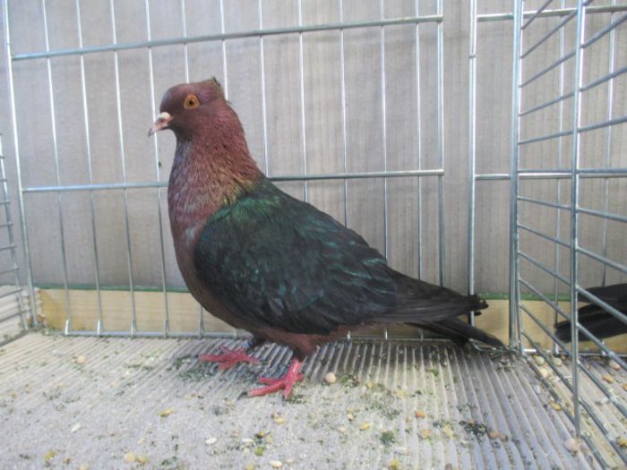 253 - Pt Admiratorii rasei 3
