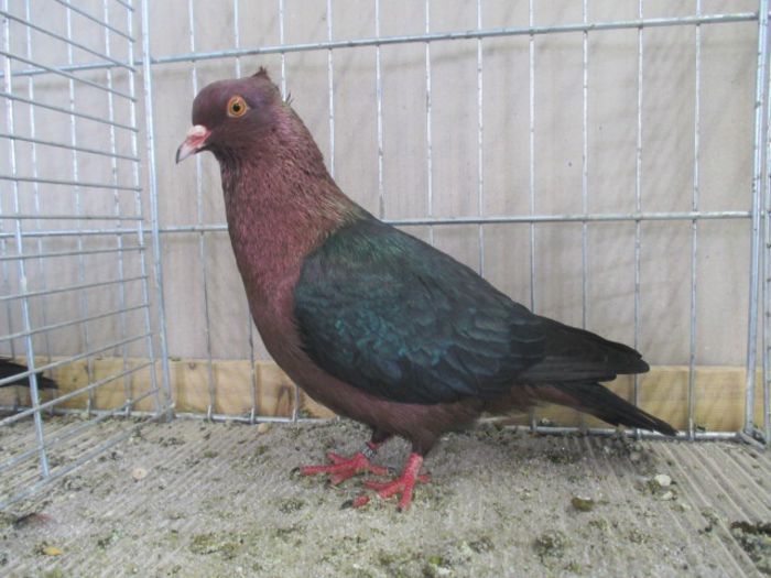 254 - Pt Admiratorii rasei 3