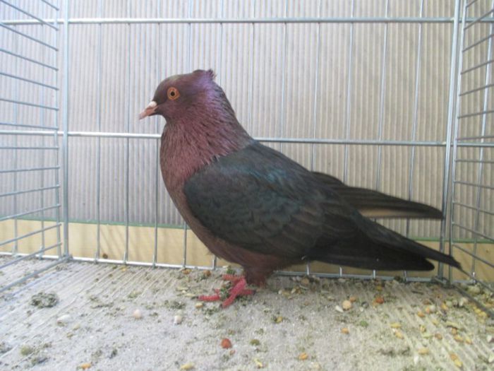 255 - Pt Admiratorii rasei 3