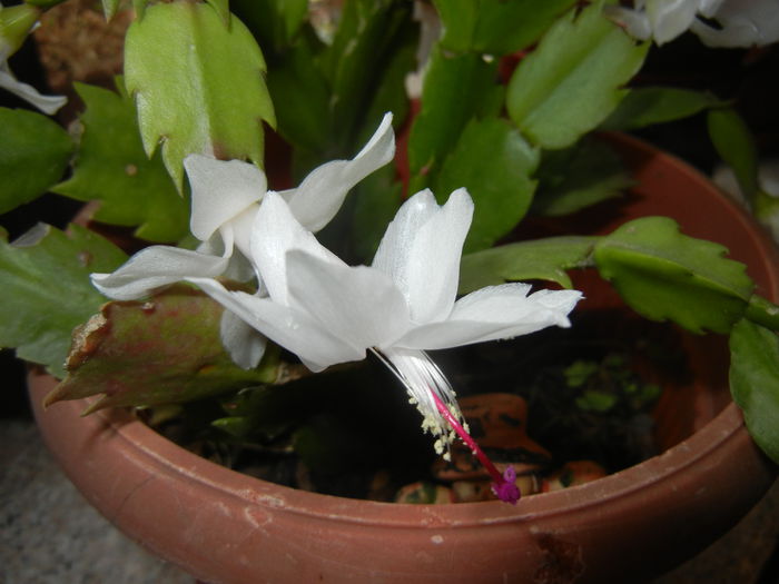 White Schlumbergera (2014, Nov.14) - Schlumbergera White