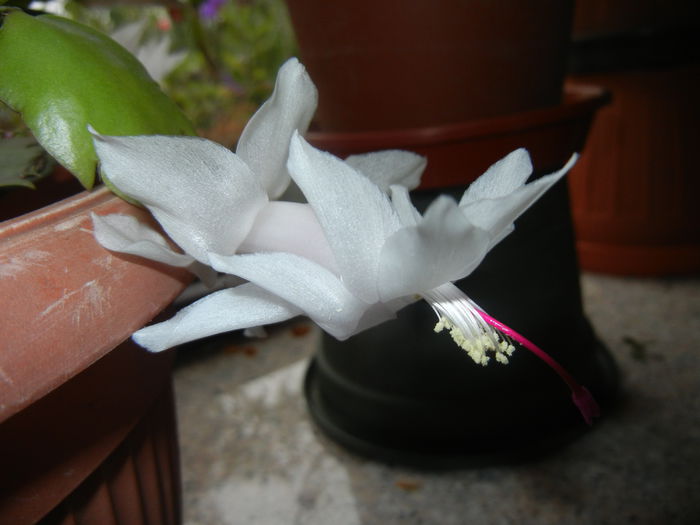 White Schlumbergera (2014, Nov.15)