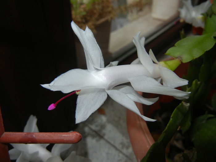 White Schlumbergera (2014, Nov.15) - Schlumbergera White