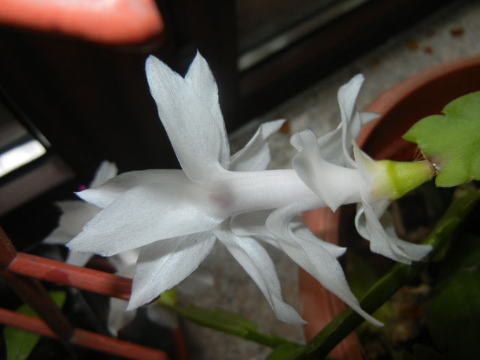 White Schlumbergera (2014, Nov.15) - Schlumbergera White