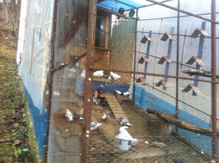 Pregatirea pentru iarna a volierei